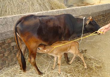 Change of life and livelihood- Case study of Mahadev Nayak