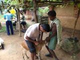 Vaccination of Goats in Samantrapali GDC, Deogarh