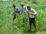 Sparying of Pesticide in Sorghum Crop