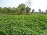 Cowpea fodder crop at farmers field