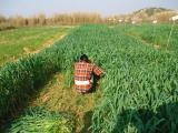 Practice of green fodder