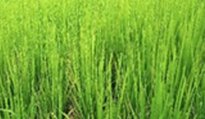 CCDP, HCDP, SAFAL, FRDP, MJMM, BASUDHA