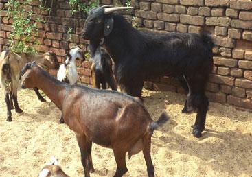 Profit of Goat Rearing a Funding Bank For Build up a Business