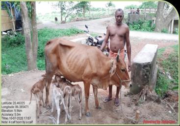 Rare multiple calving with the births of quadruplets