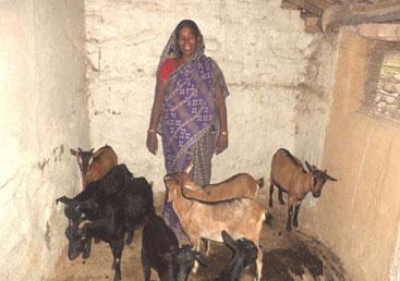 Profit of Goat Rearing a Funding Bank For Build up a Business