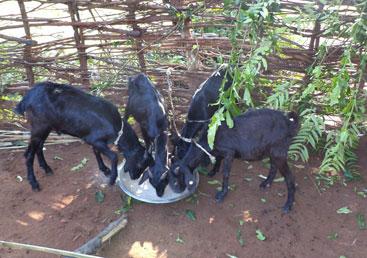 Profit of Goat Rearing a Funding Bank For Build up a Business